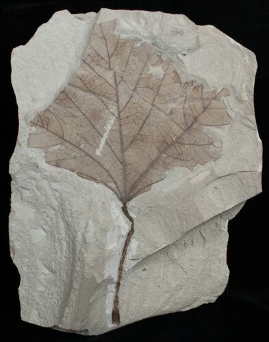 Fossil Poplar Leaf - Green River Formation #2309